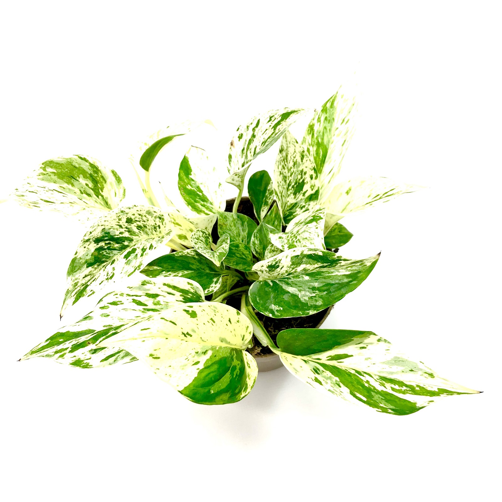 Epipremnum Marble Queen
