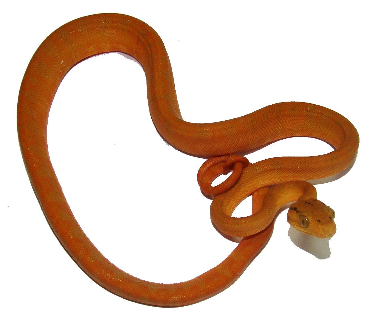 Gartenboa Corallus hortulanus