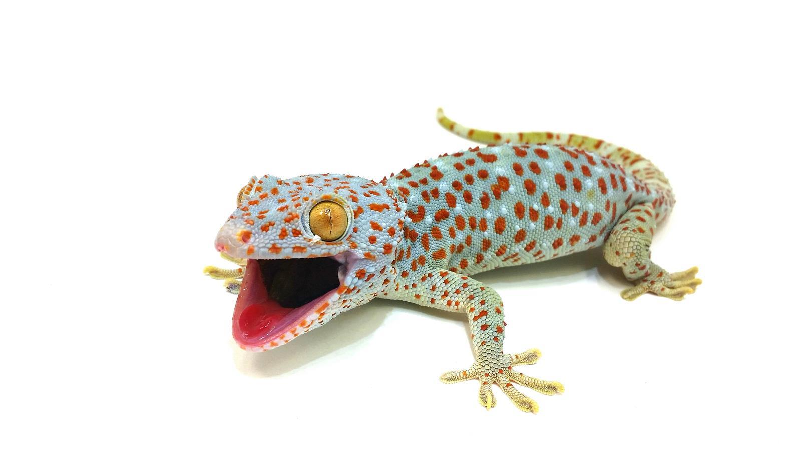 Gekko gecko Tokeh