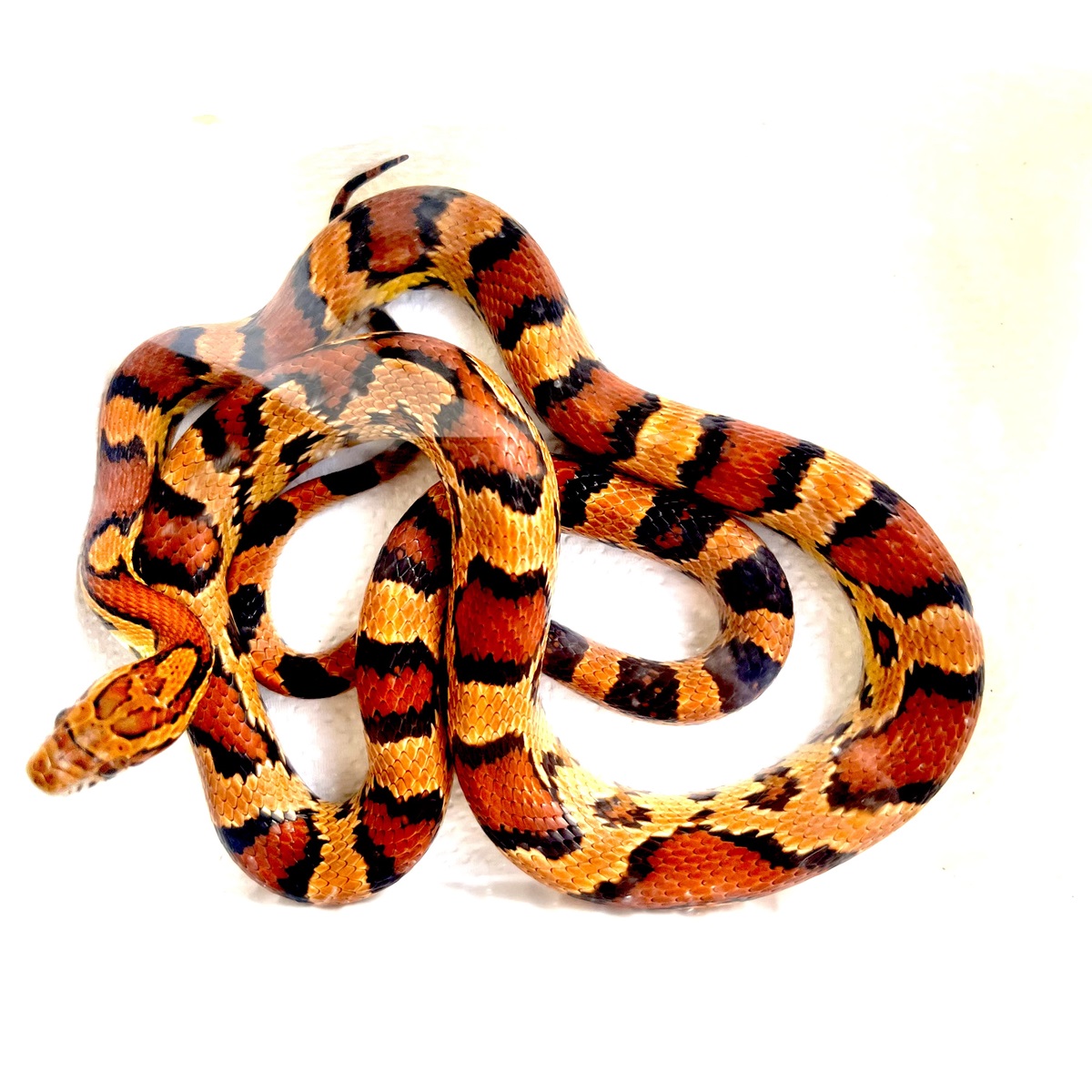 Pantherophis guttatus Abbotts Okeetee