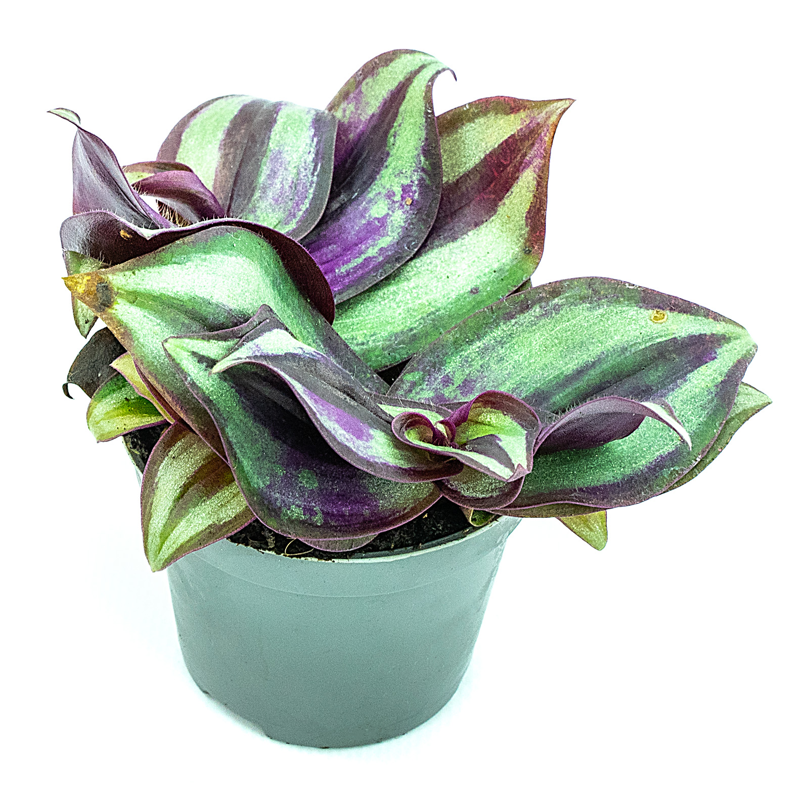 Tradescantia zebrina Zebrakraut