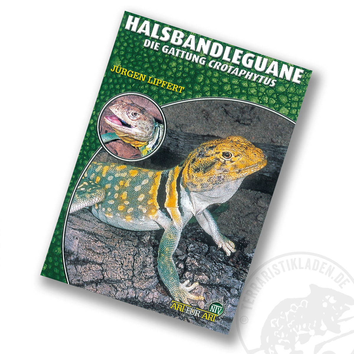 Art für Art Halsbandleguane