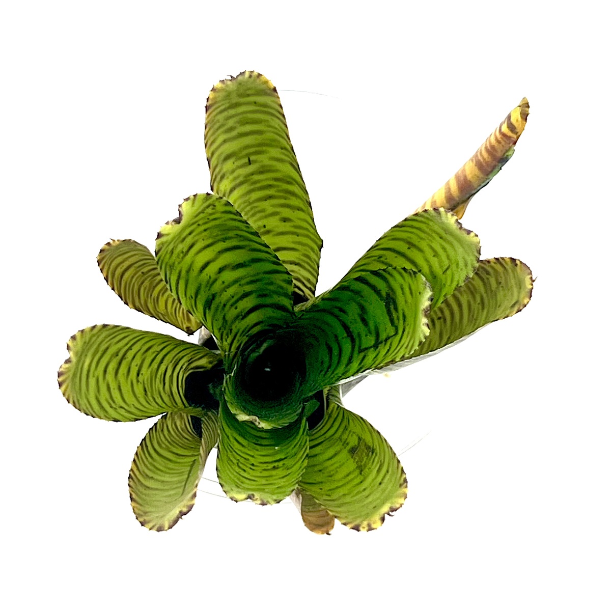 Neoregelia pigmenia