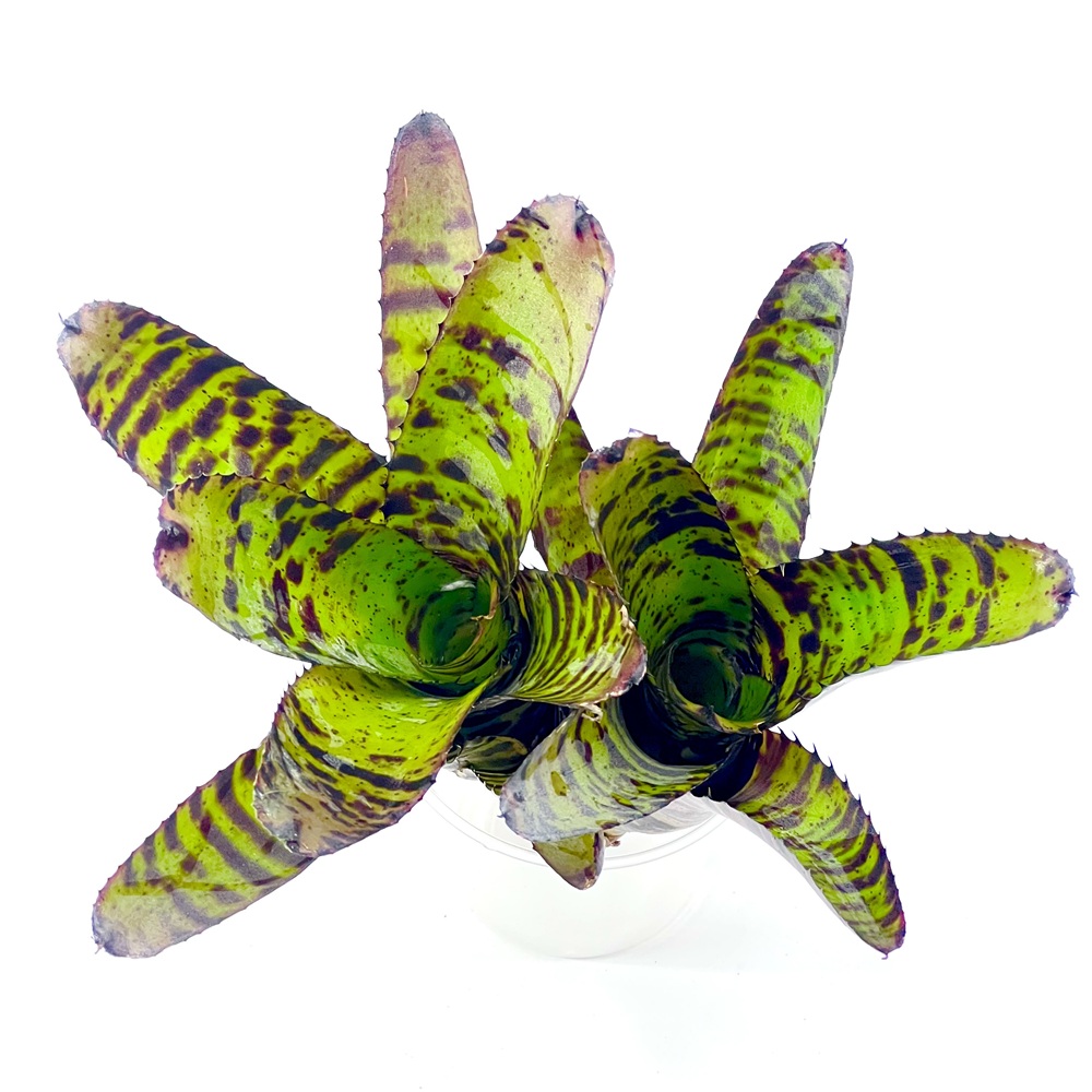 Neoregelia screaming tiger