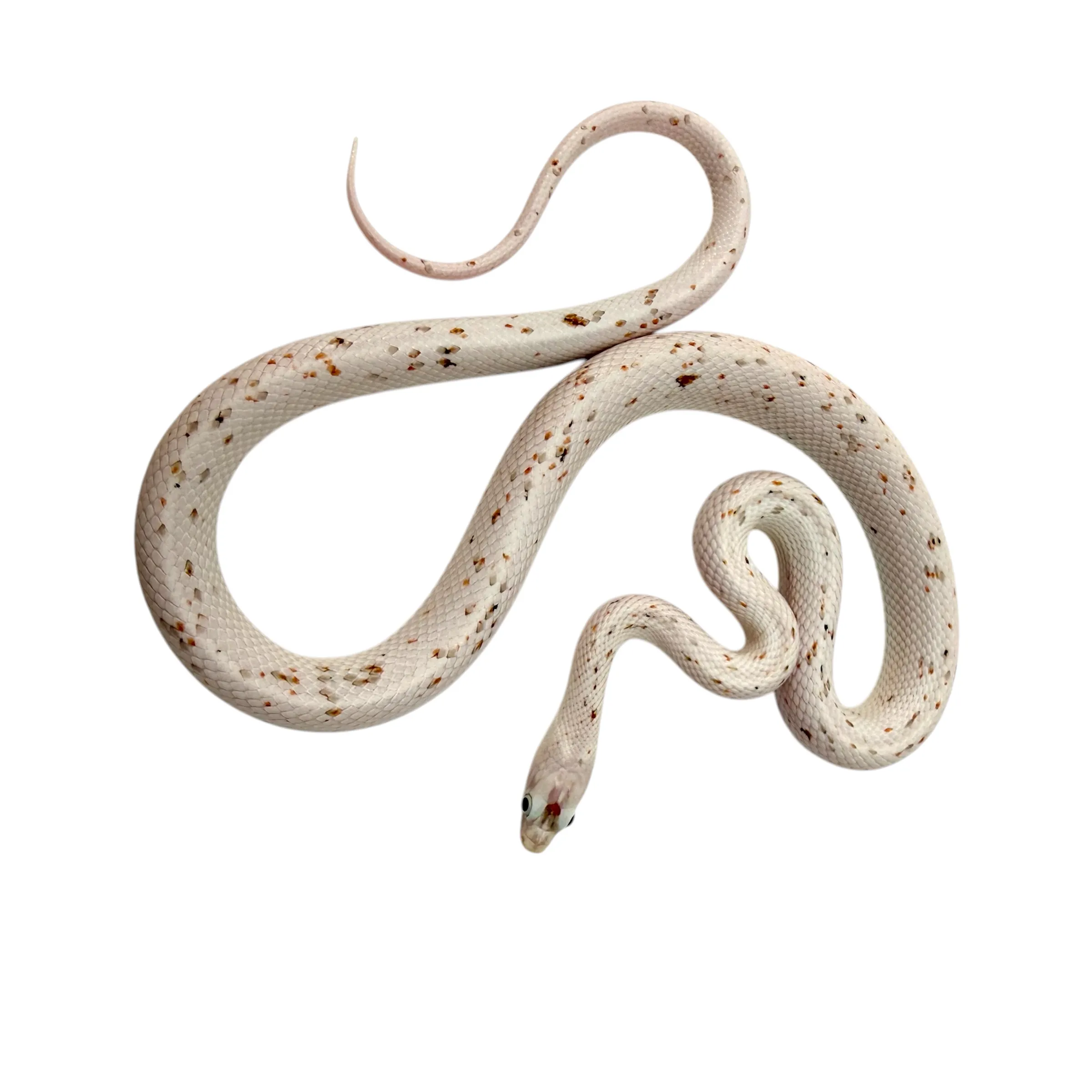 Palmetto Kornnatter (Pantherophis guttatus)