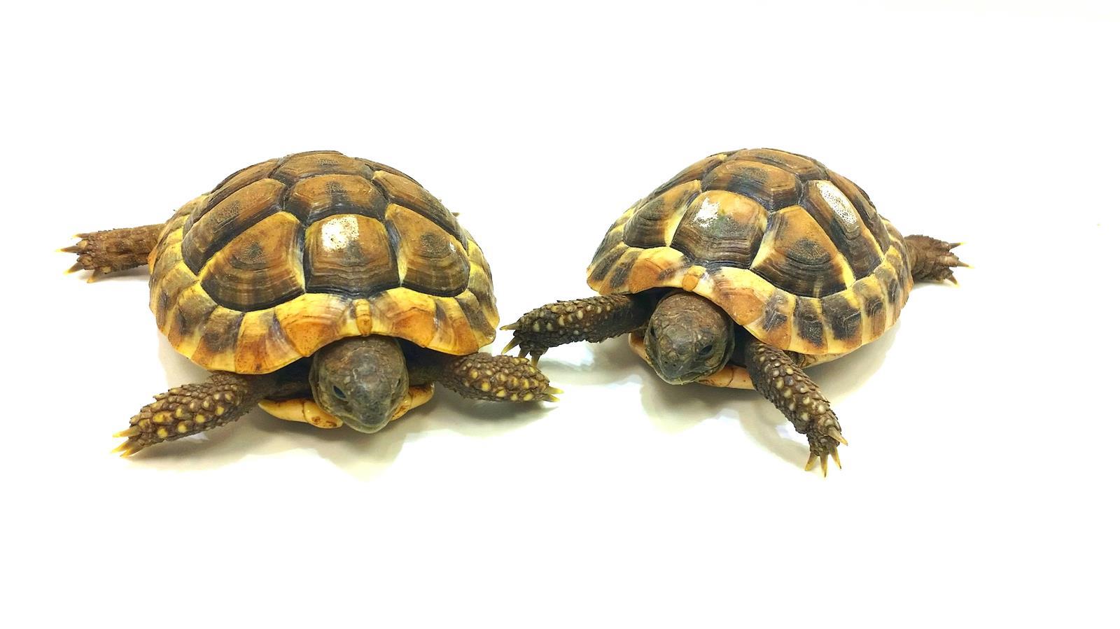 Griechische Landschildkröte Testudo hermanni