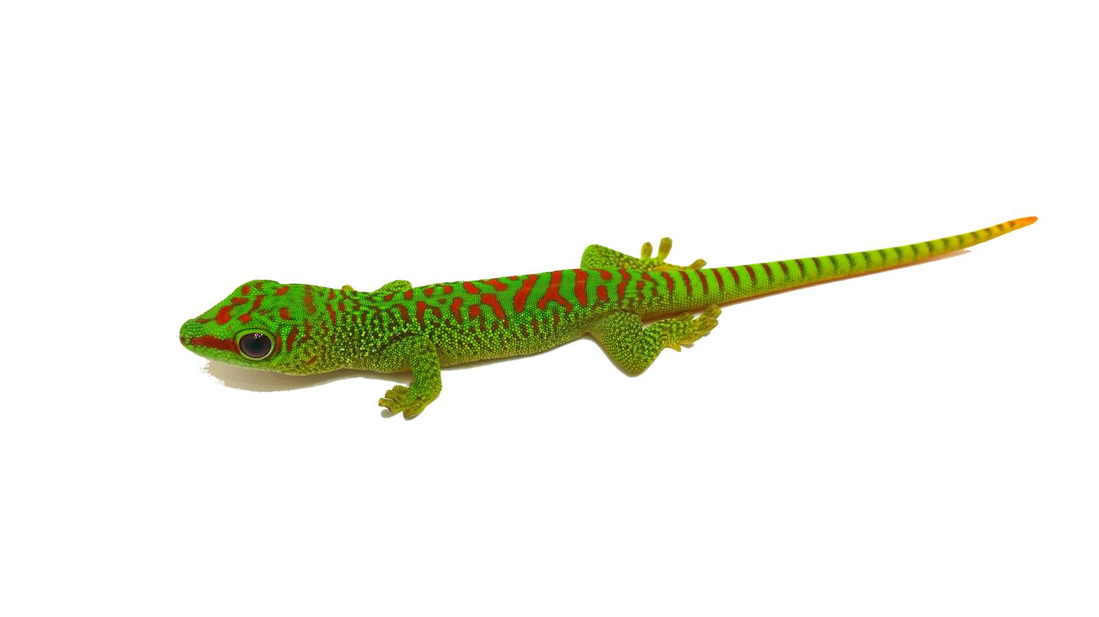 Taggecko Phelsuma grandis High Red