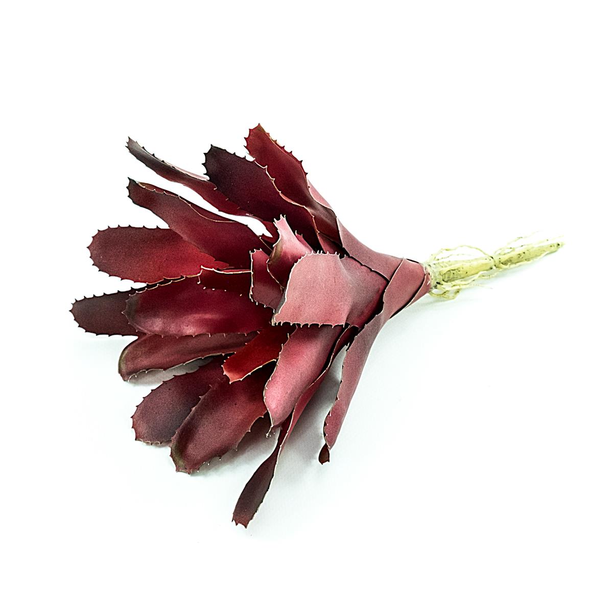 Bromelie Terrarienpflanzen Fireball
