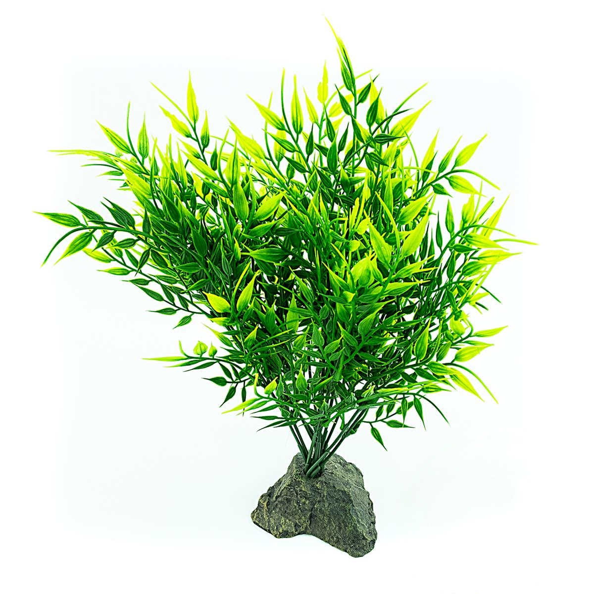 Bamboo