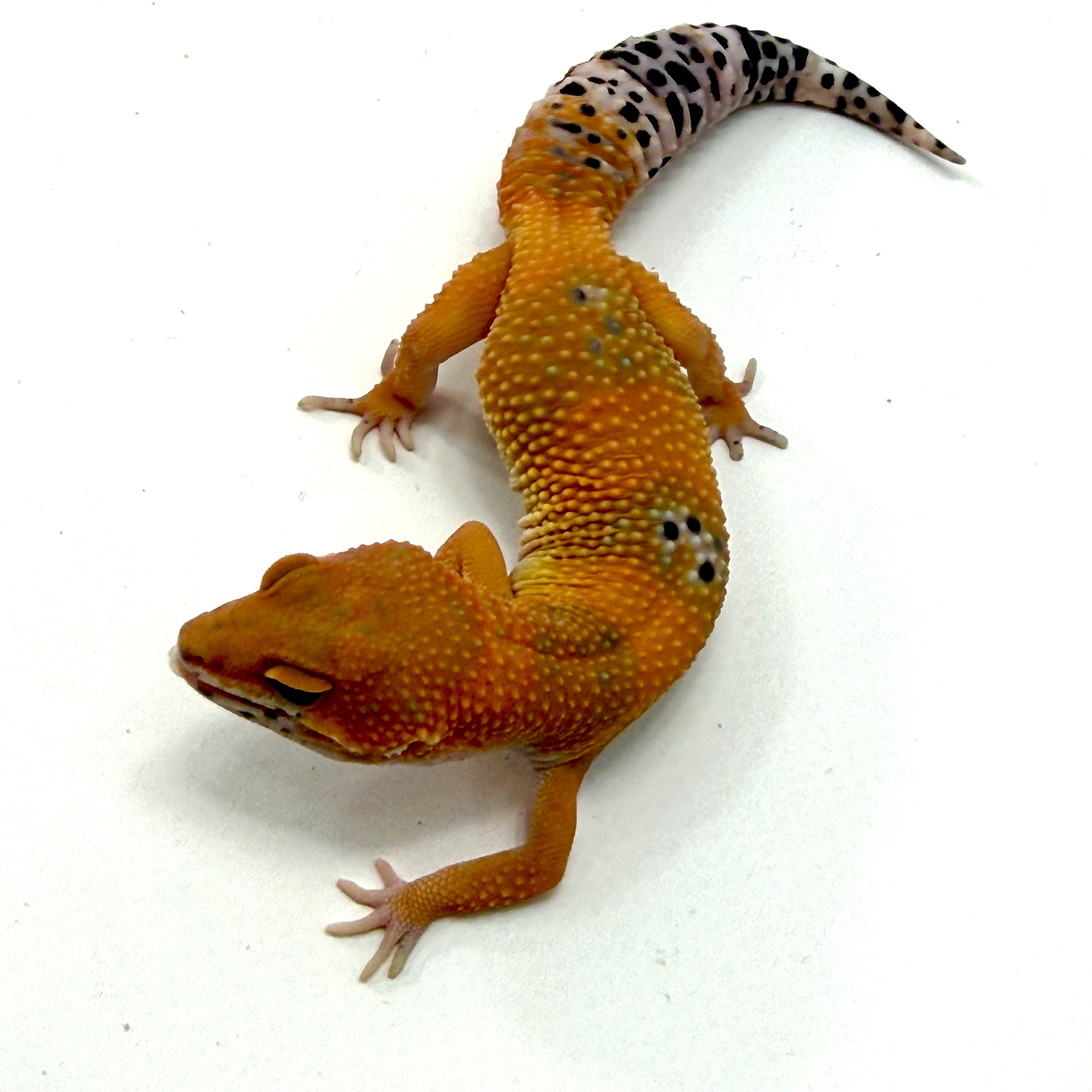 Tornado Tangerine