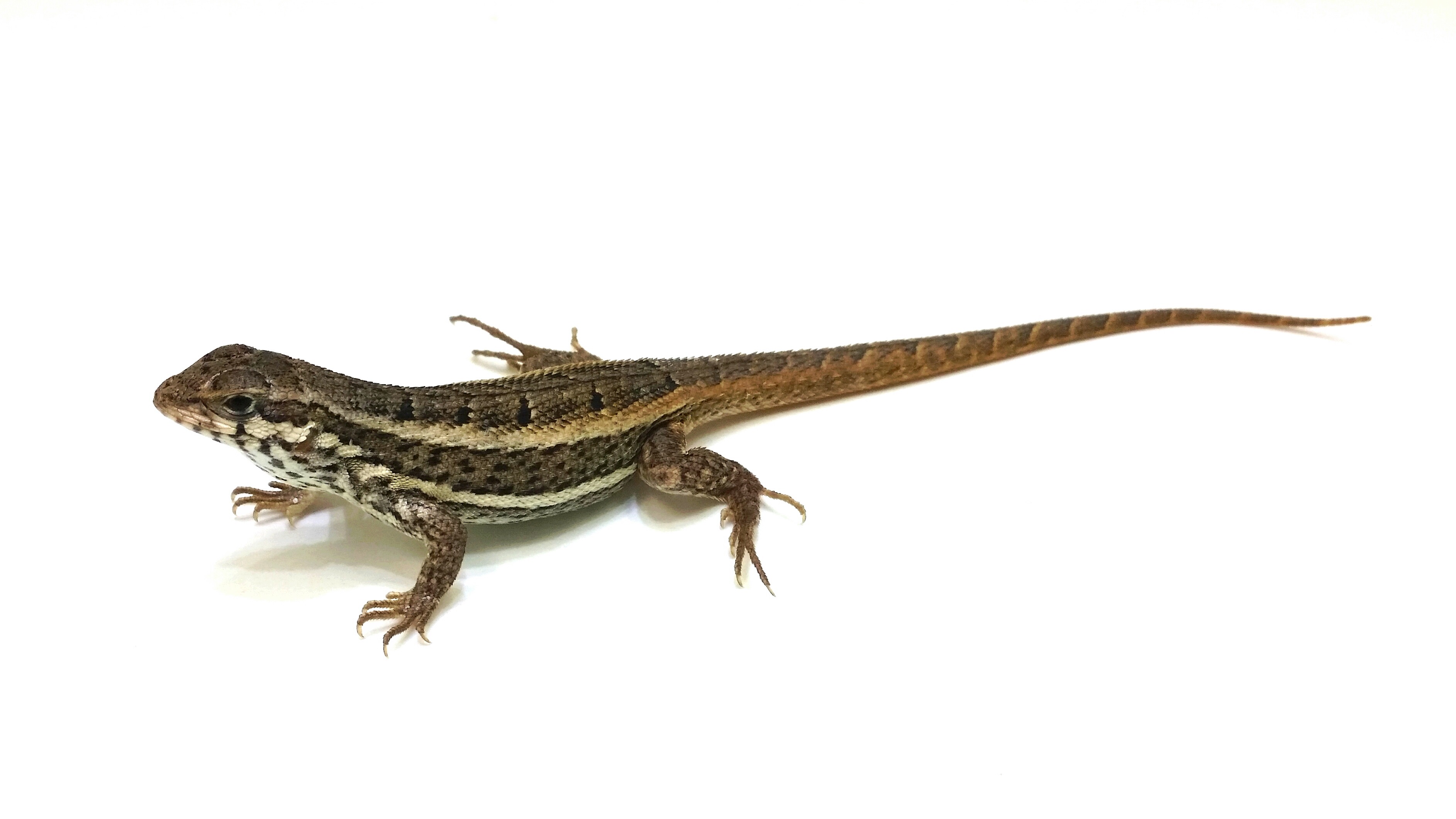 Leiocephalus personatus
