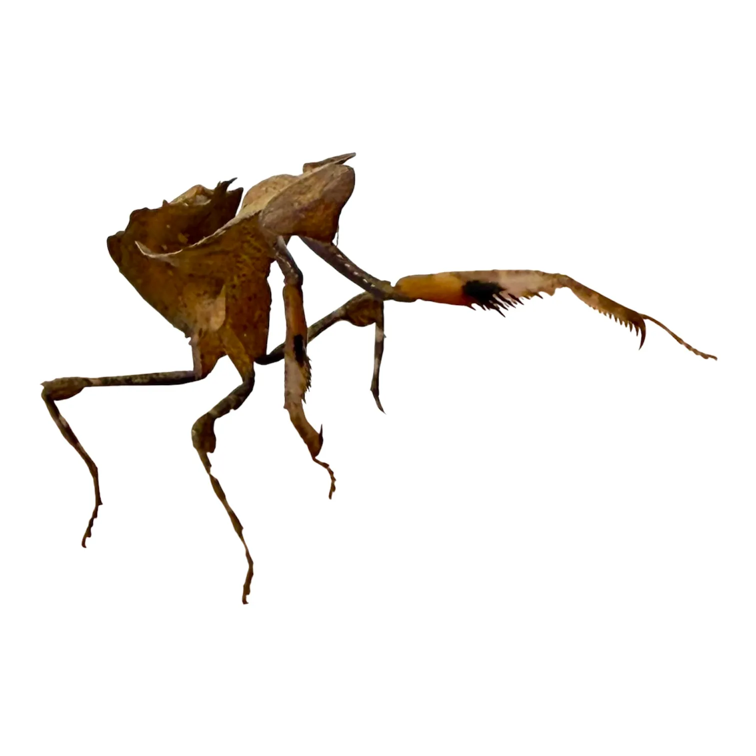 Deroplatys desiccata