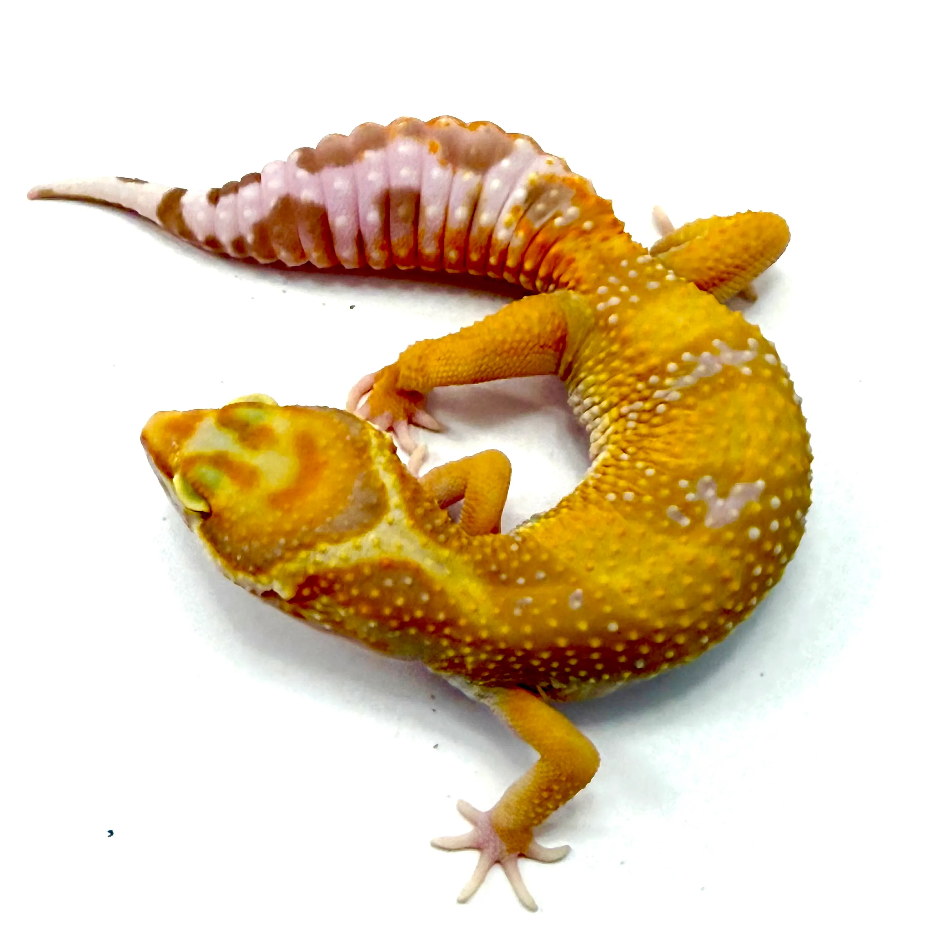 Tremper Albino Clown
