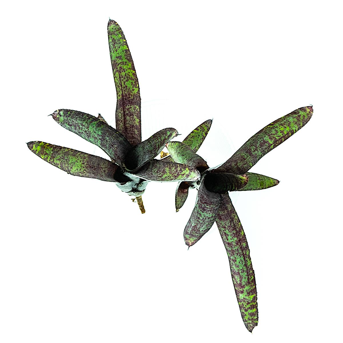 Neoregelia ampullacea purpurea