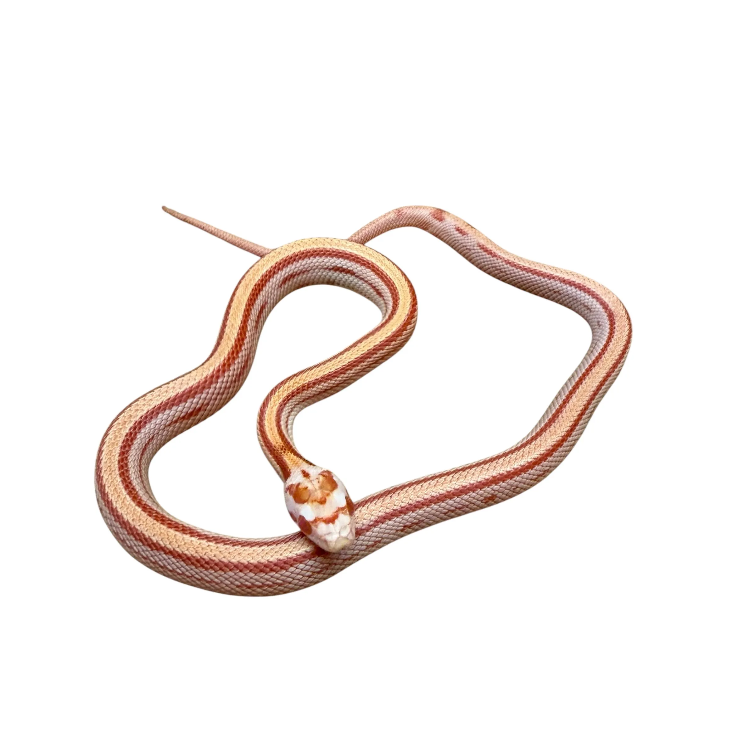 Pantherophis guttatus Kornnatter Albino Striped