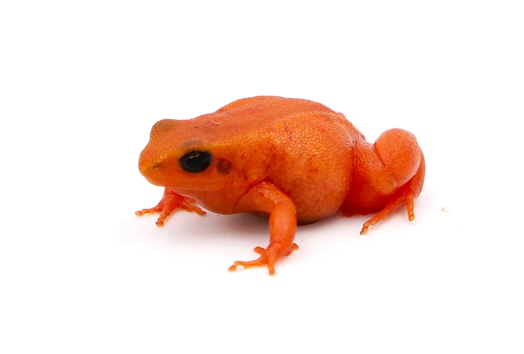 Mantella aurantiaca - Goldfröschchen