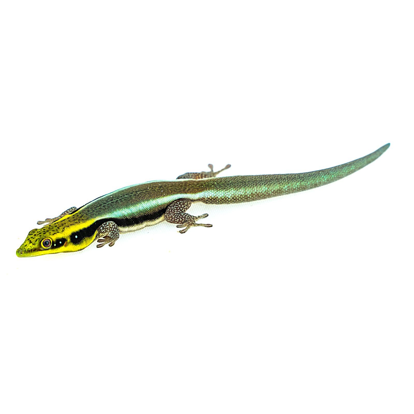 Phelsuma klemmeri Paar