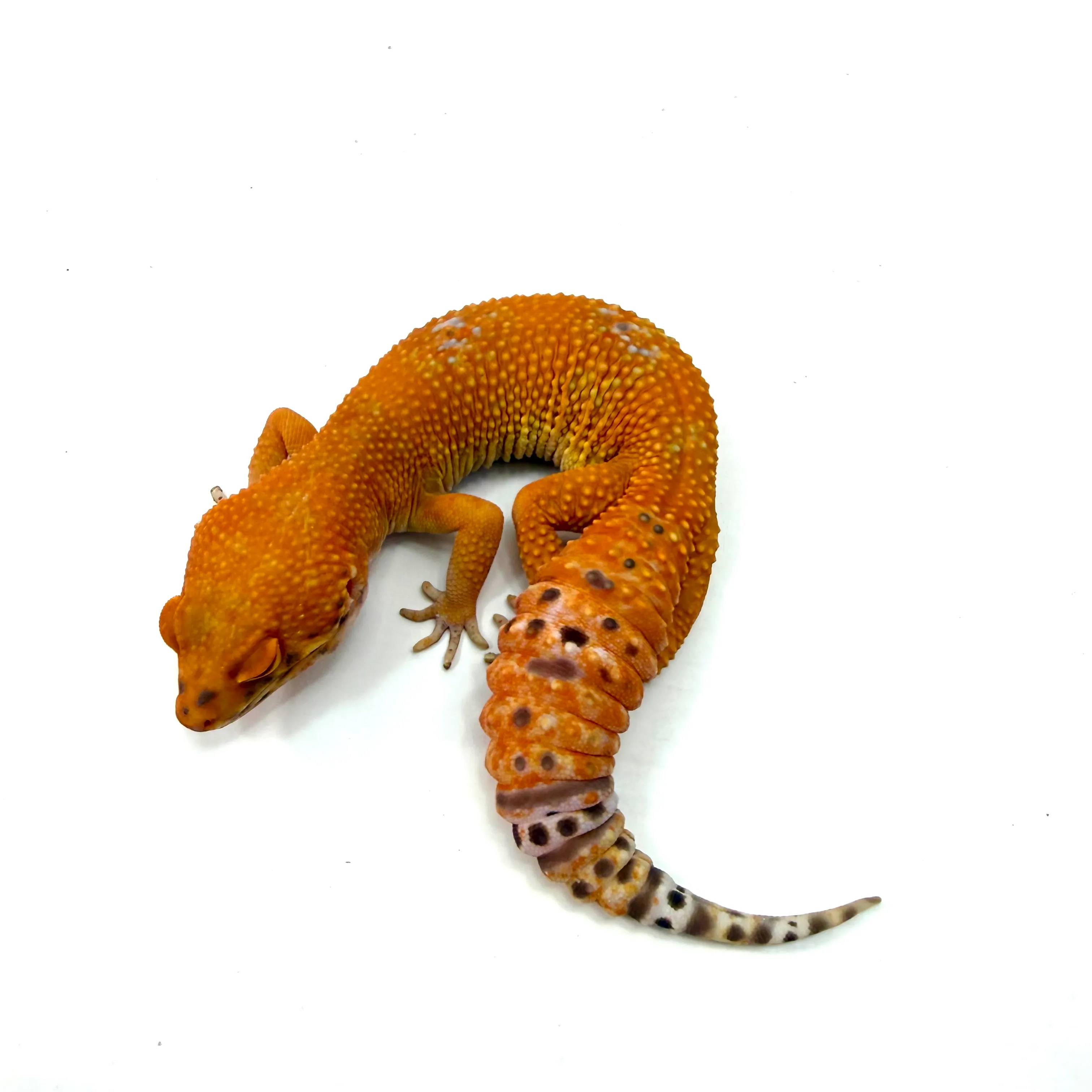Tangerine Tornado