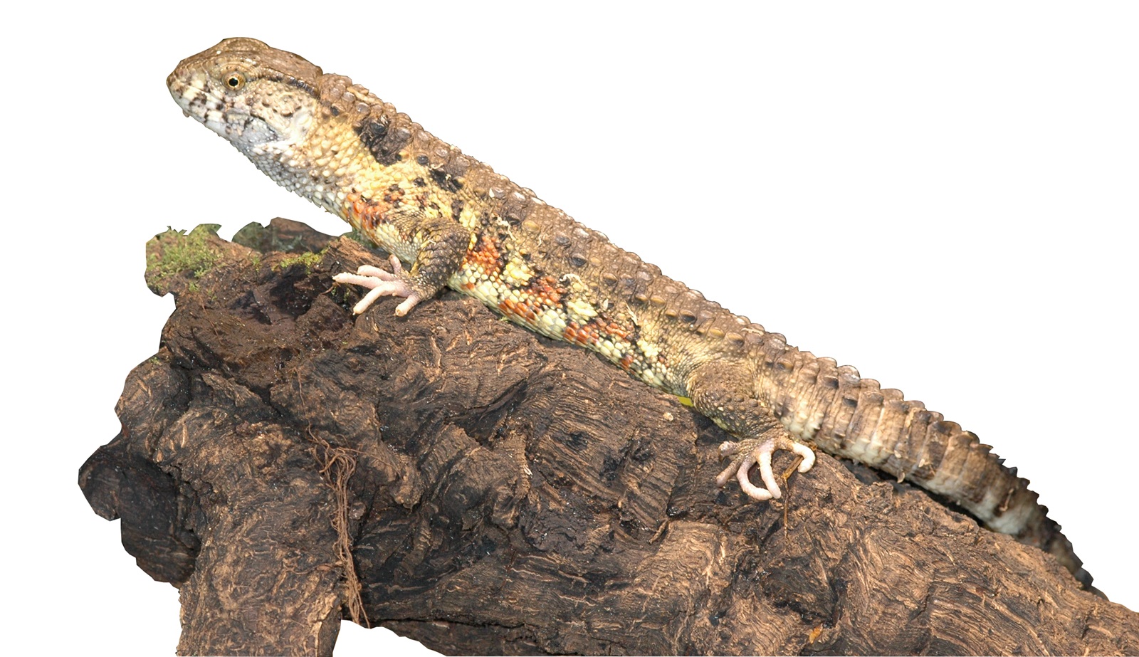 Shinisaurus crocodylurus – Chinesische Krokodilschwanzechse