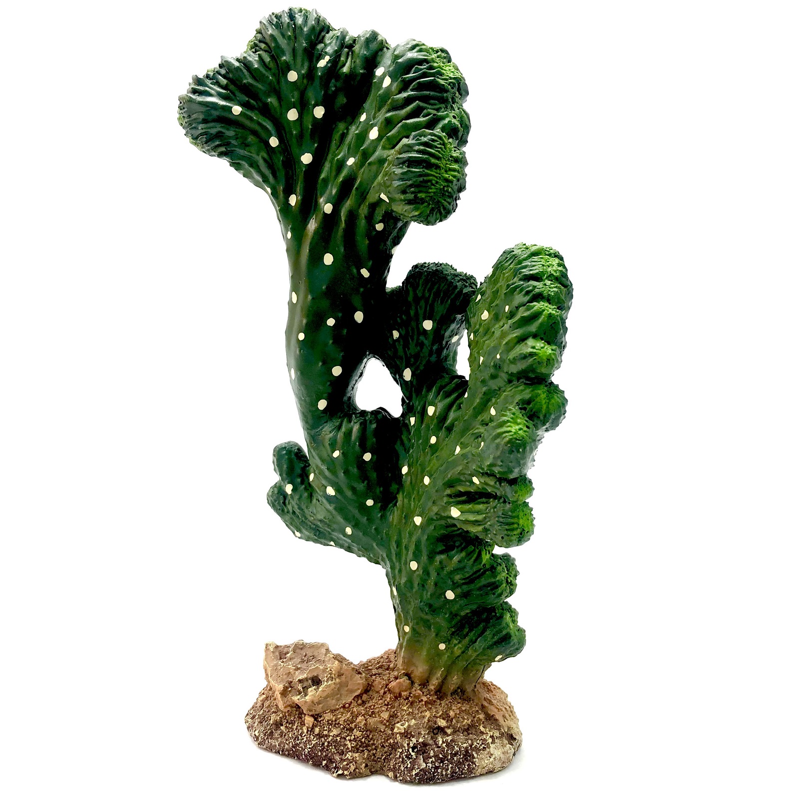 Hobby Kaktus Victoria 2