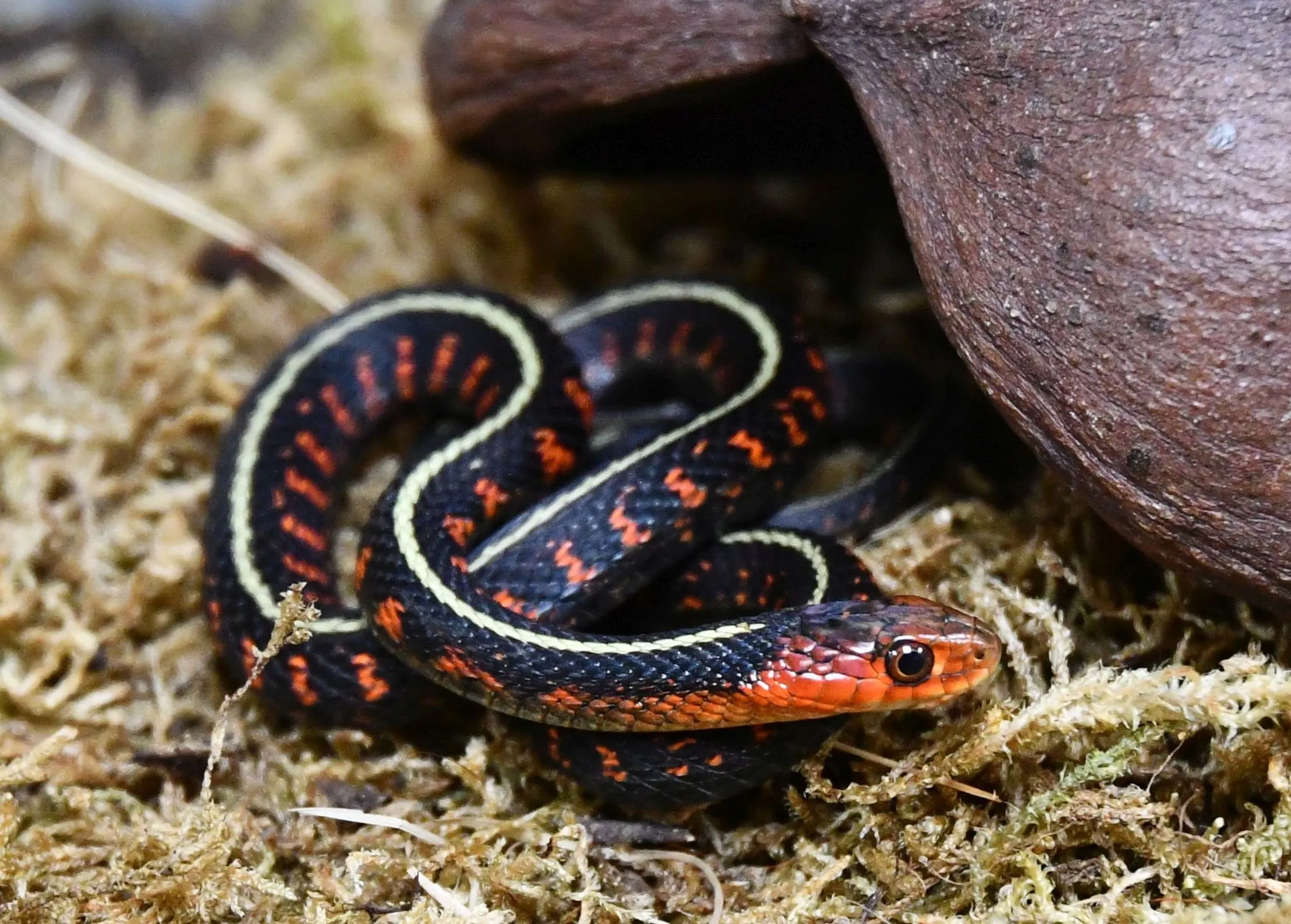 Rotflecken Strumpfbandnatter Thamnophis sirtalis concinnus