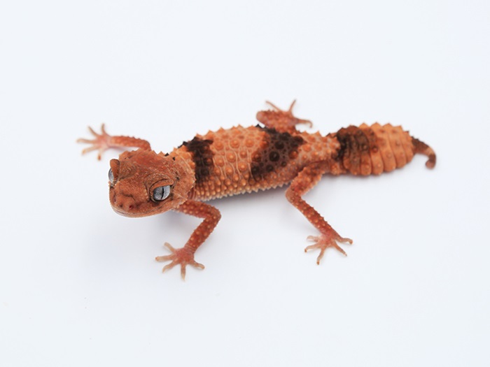 Nephrurus wheeleri cinctus