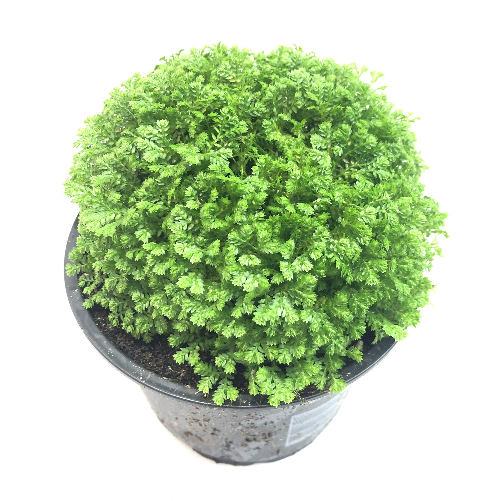 Selaginella apoda