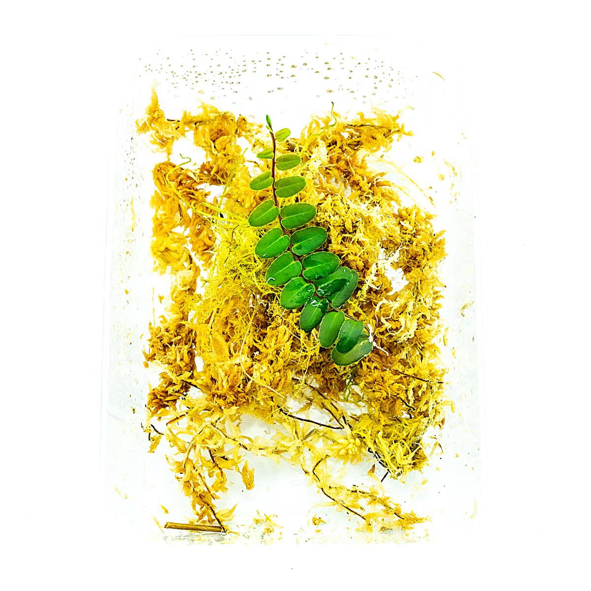 Marcgravia spec Peru