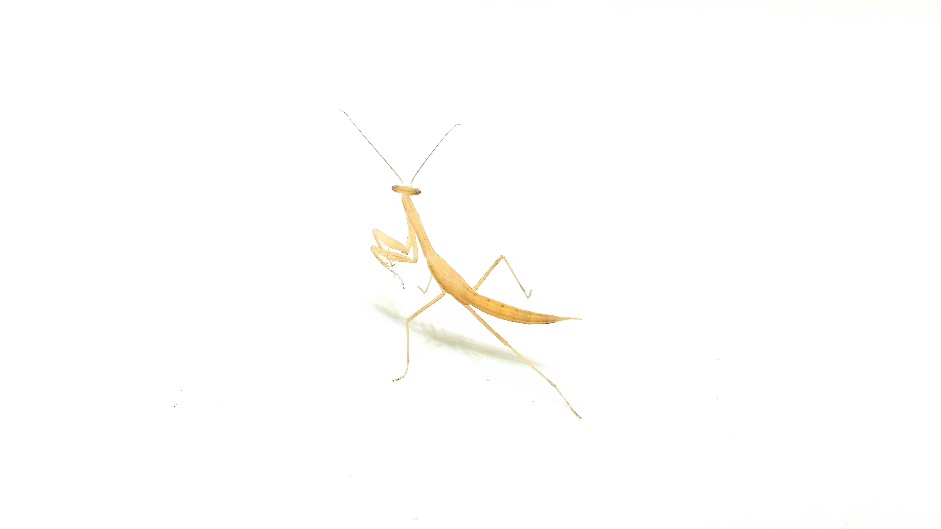 Miomantis paykullii Pharaomantis