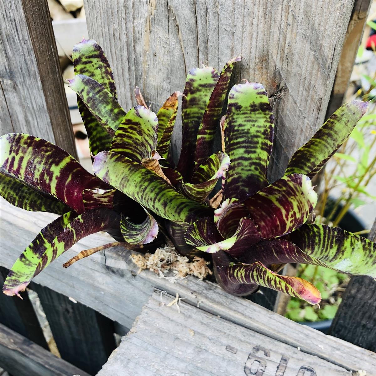 Neoregelia screaming tiger
