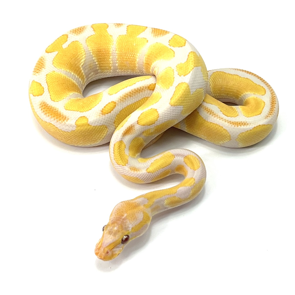 Lavender Albino 100% het Piebald (Dreamsicle)