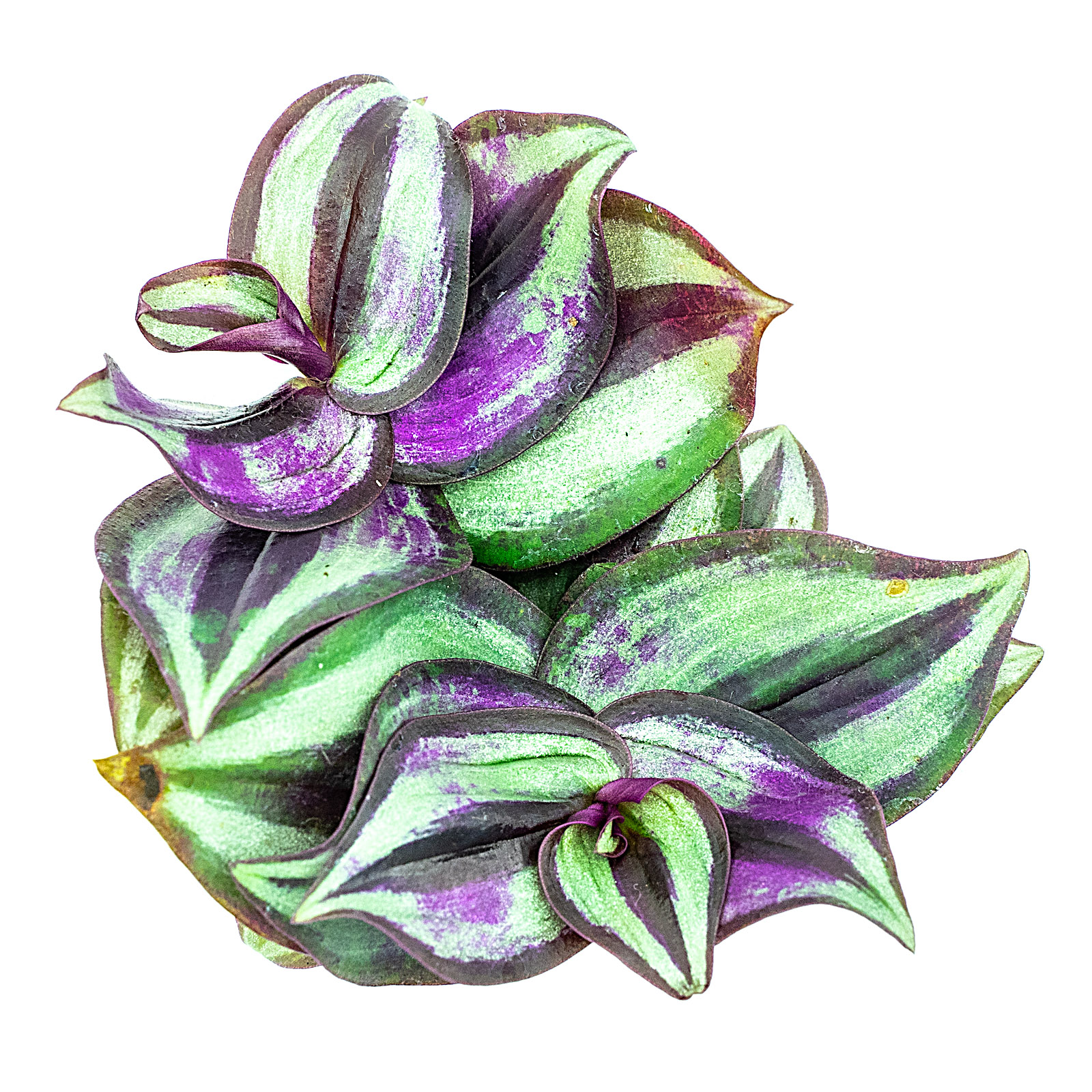 Tradescantia zebrina Zebrakraut