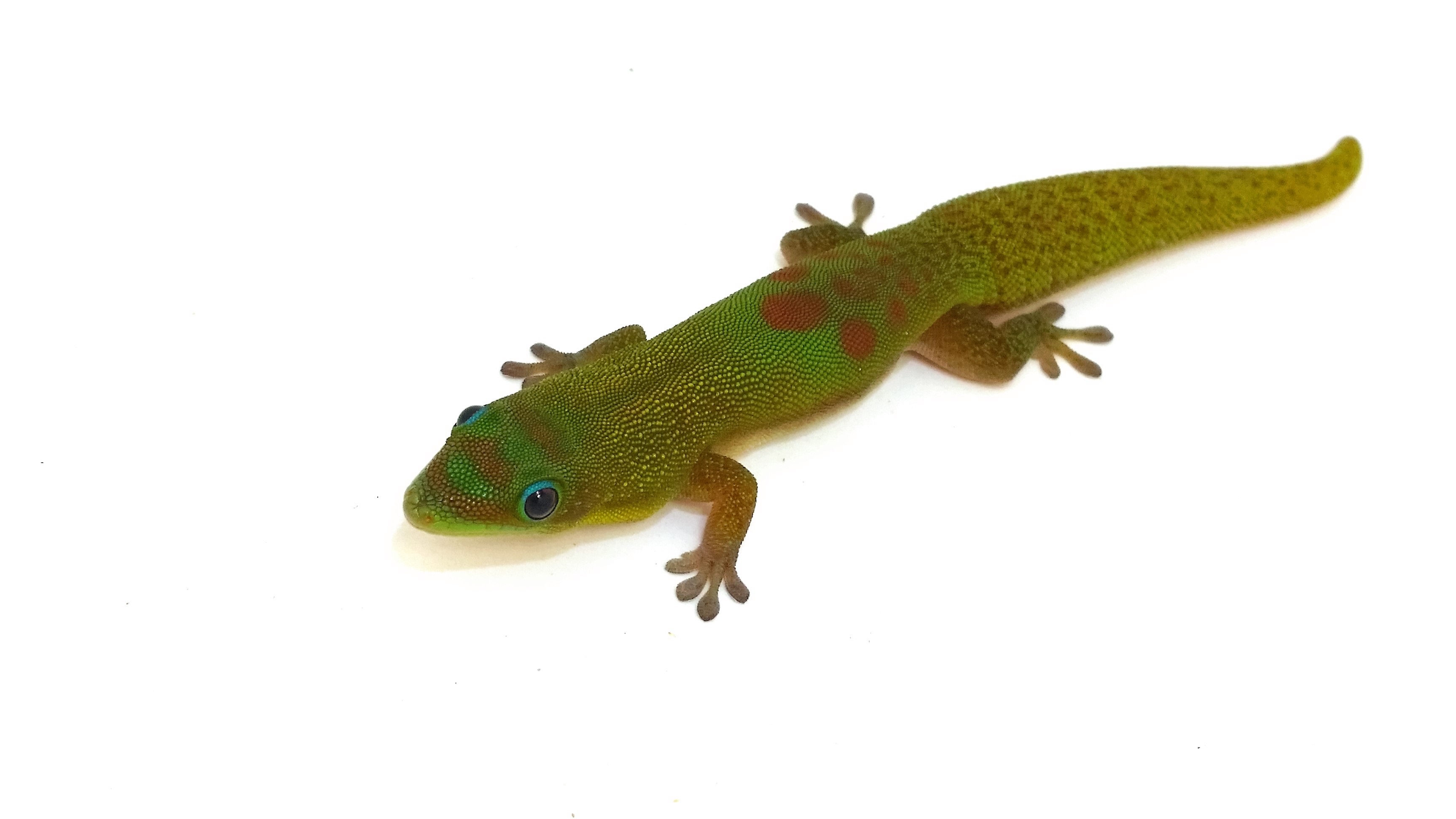 Phelsuma laticauda  Goldstaub Taggecko