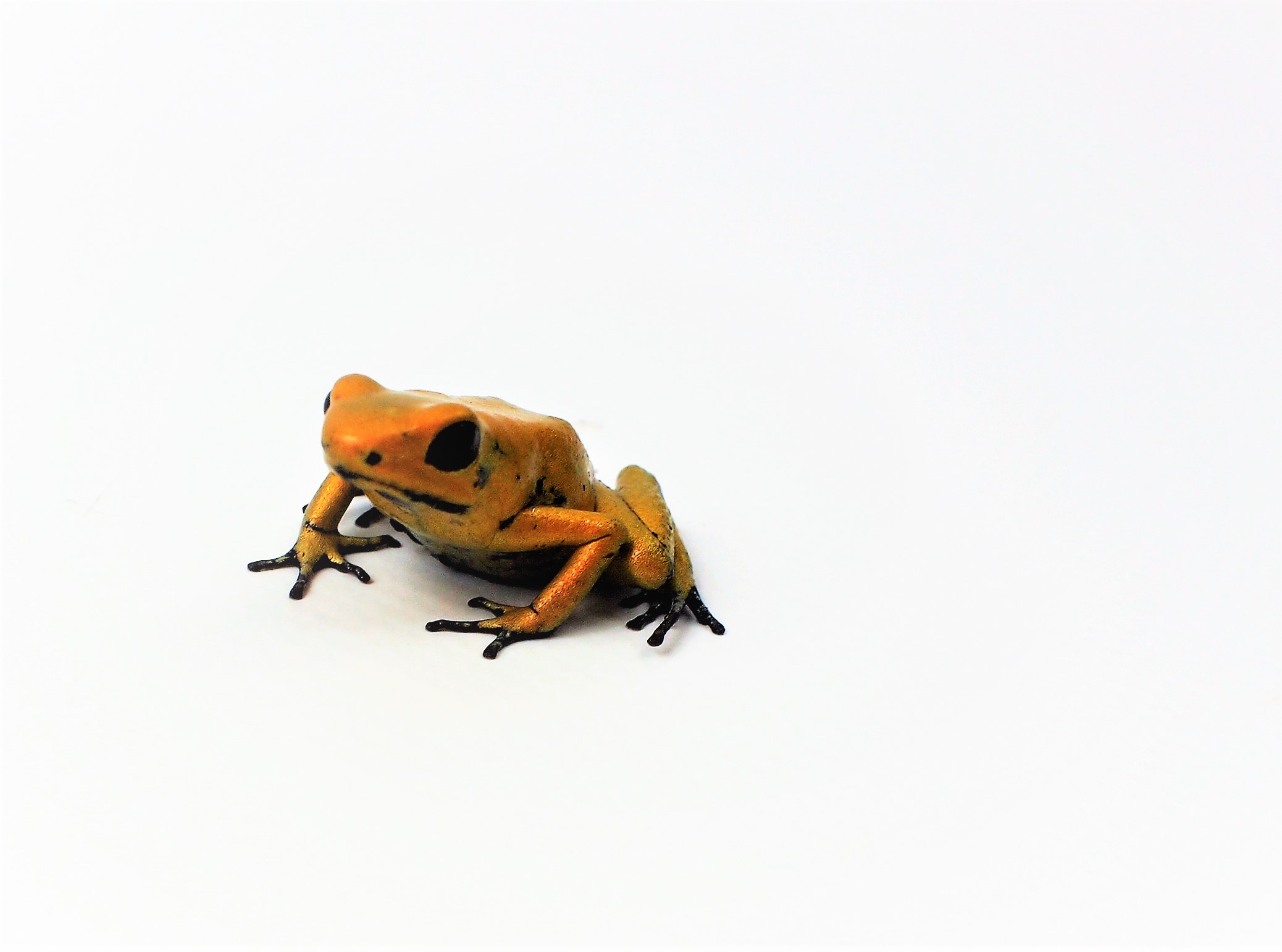 Phyllobates terribilis Der schreckliche Pfeilgiftfrosch