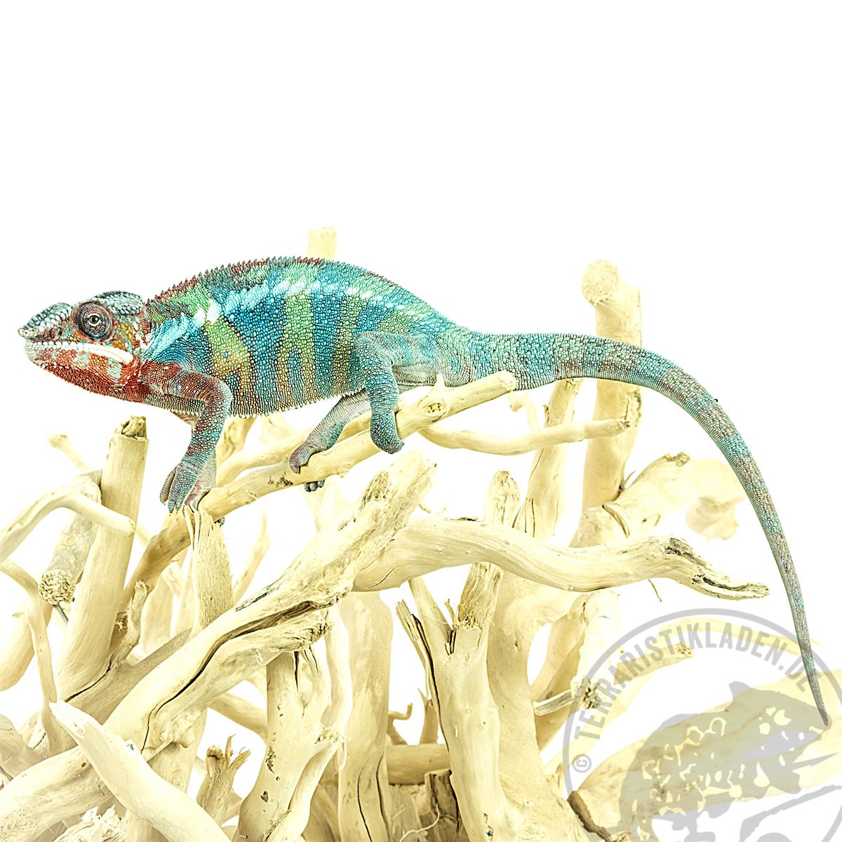 Furcifer pardalis Ambilobe Blue Bar
