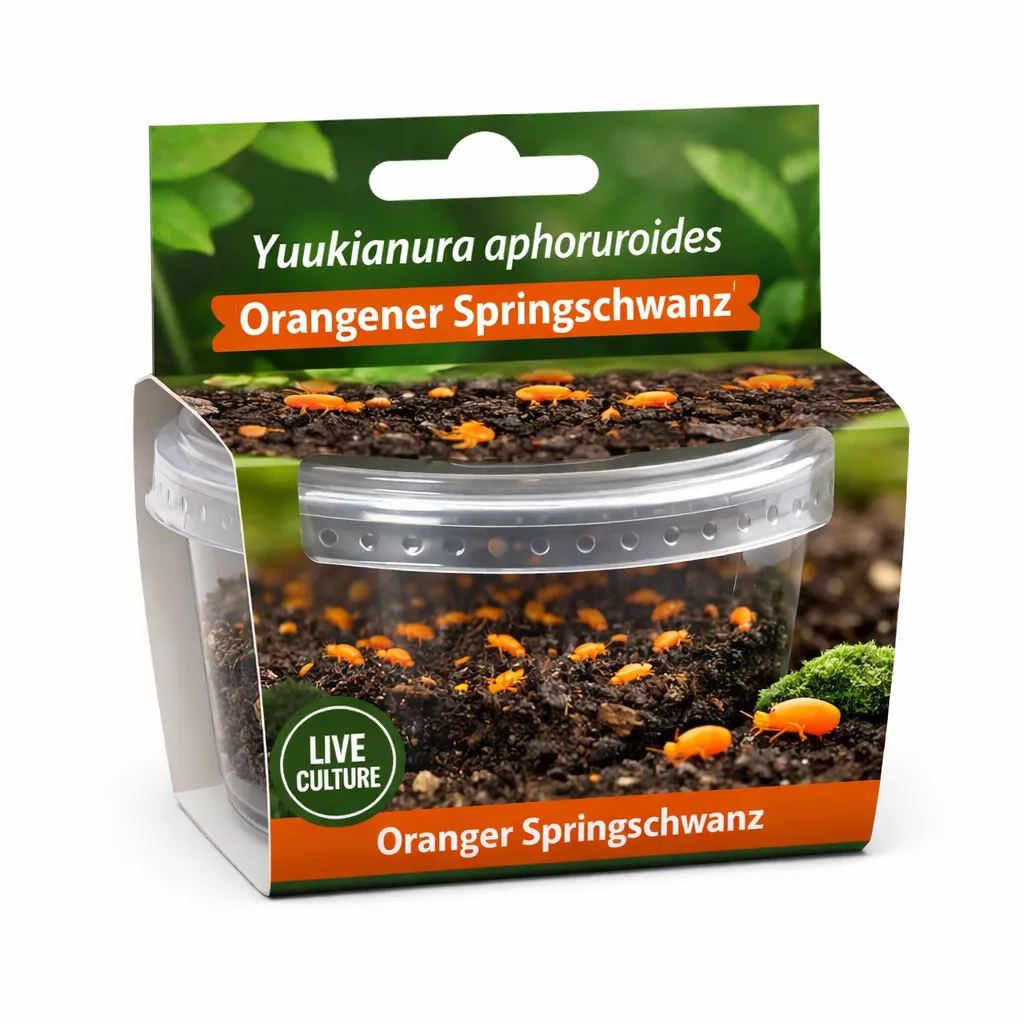 Yuukianura aphoruroides Orangener Springschwanz