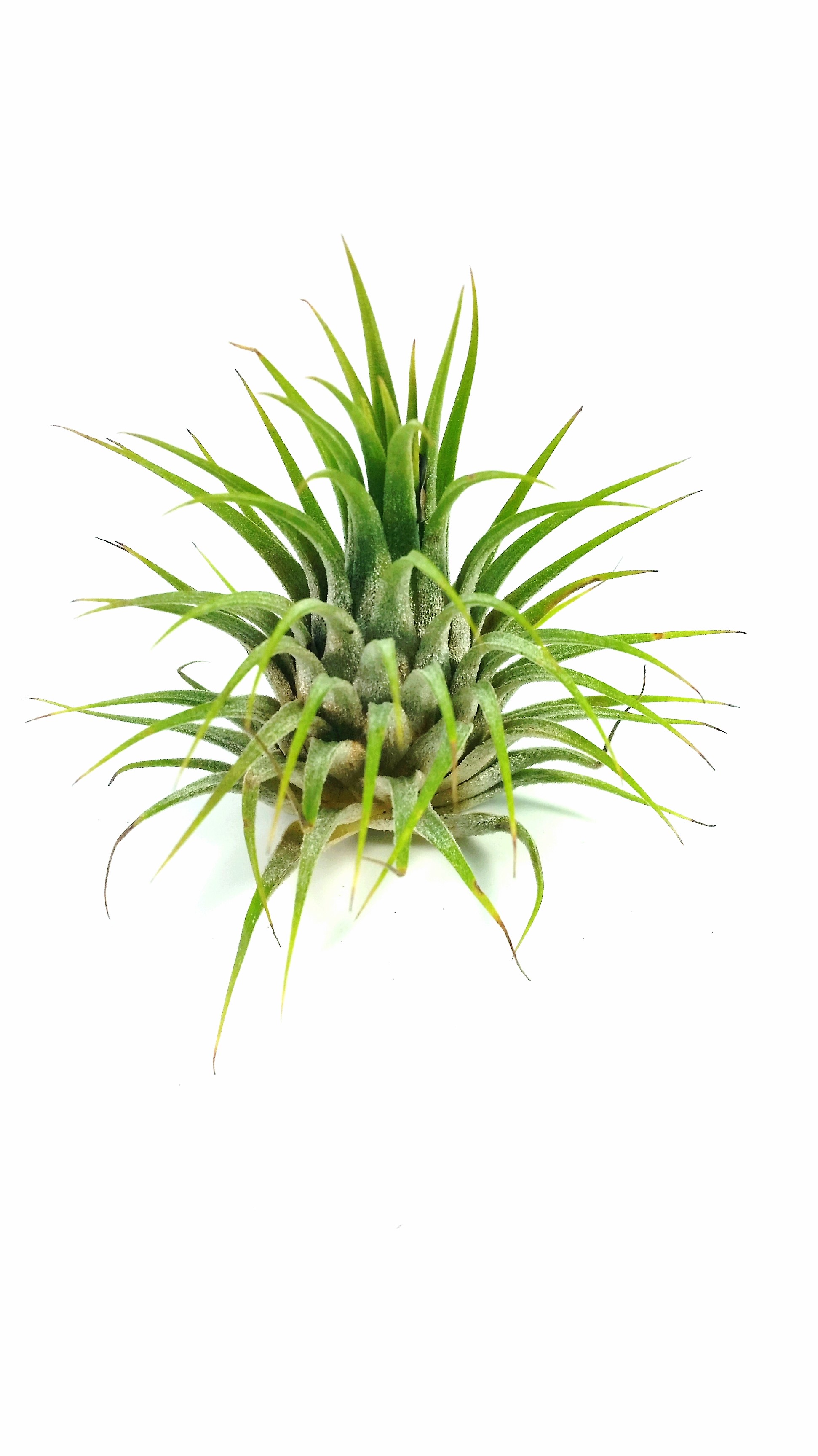 Tillandsia ionantha v. ionantha