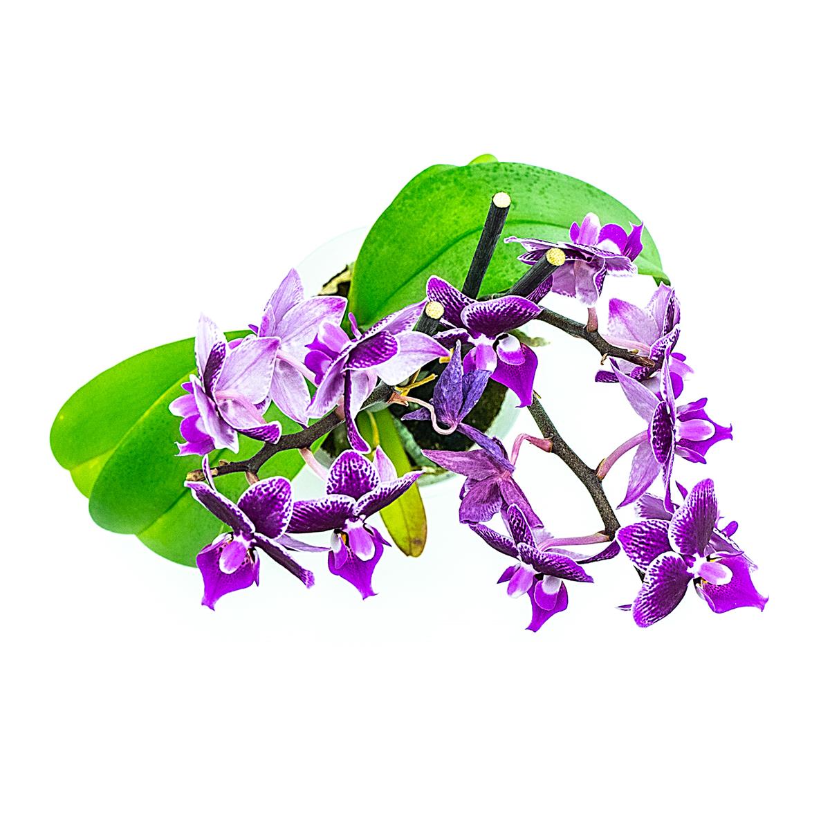 Phalaenopsis mini lila Orchidee