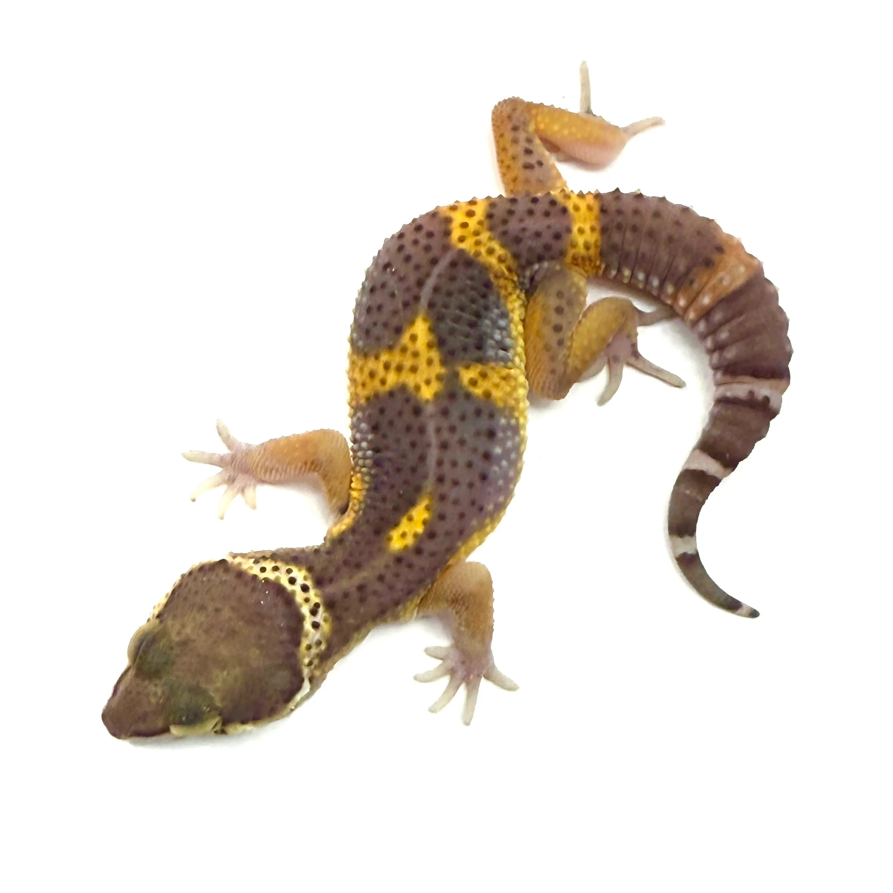 Hypo Black Night Tangerine