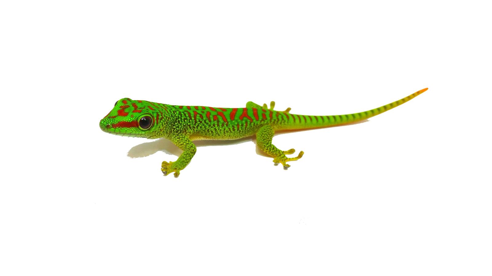Taggecko Phelsuma grandis High Red