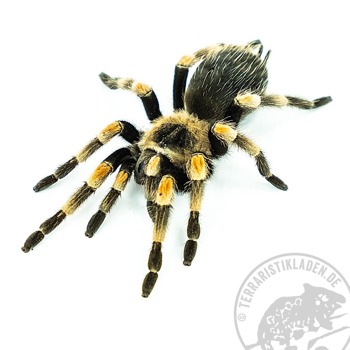 Brachypelma hamorii