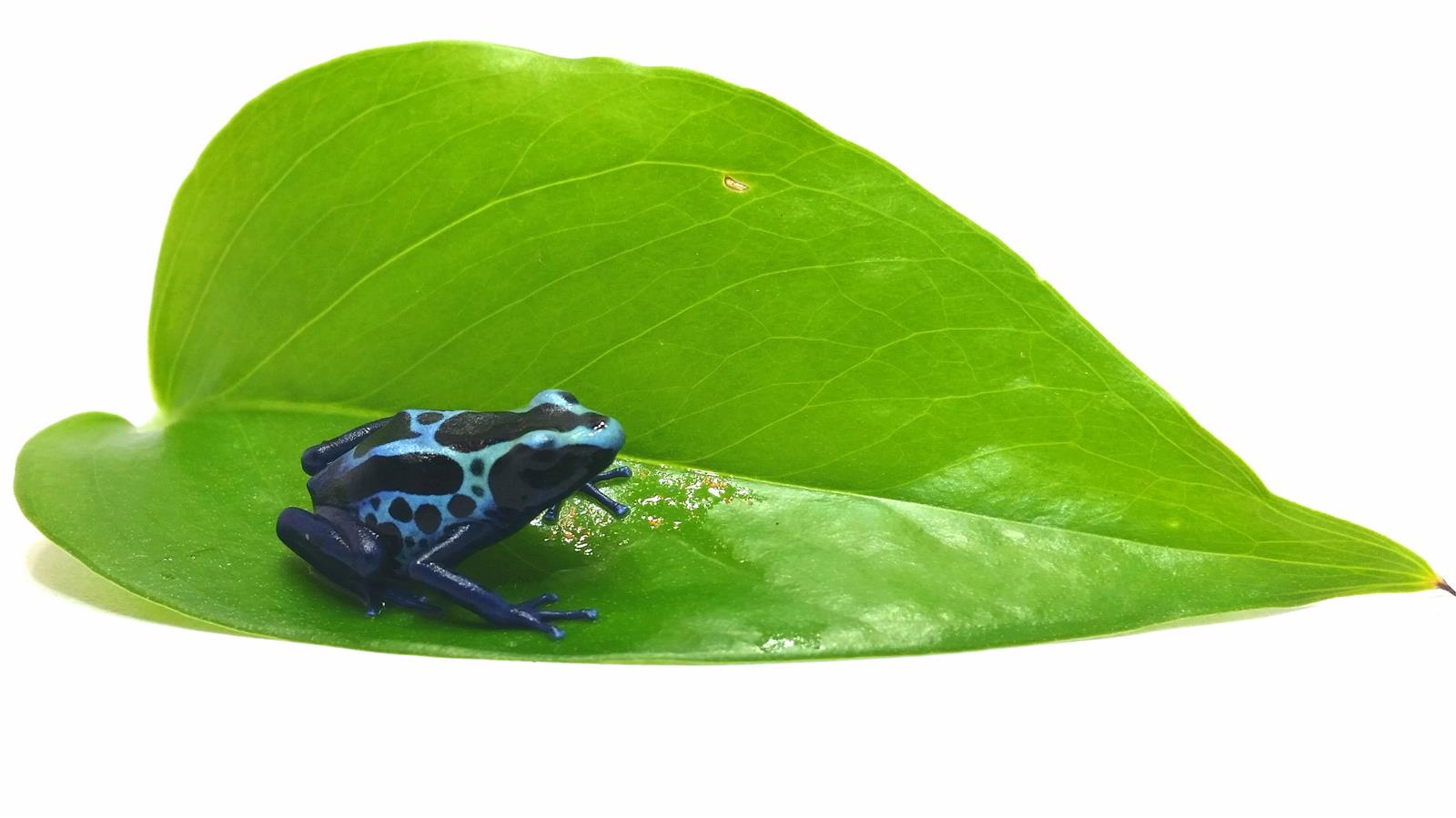 Dendrobates tinctorius blue Simpalawini