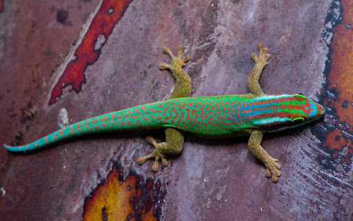 Phelsuma inexpectata - Réunion-Tagesgecko
