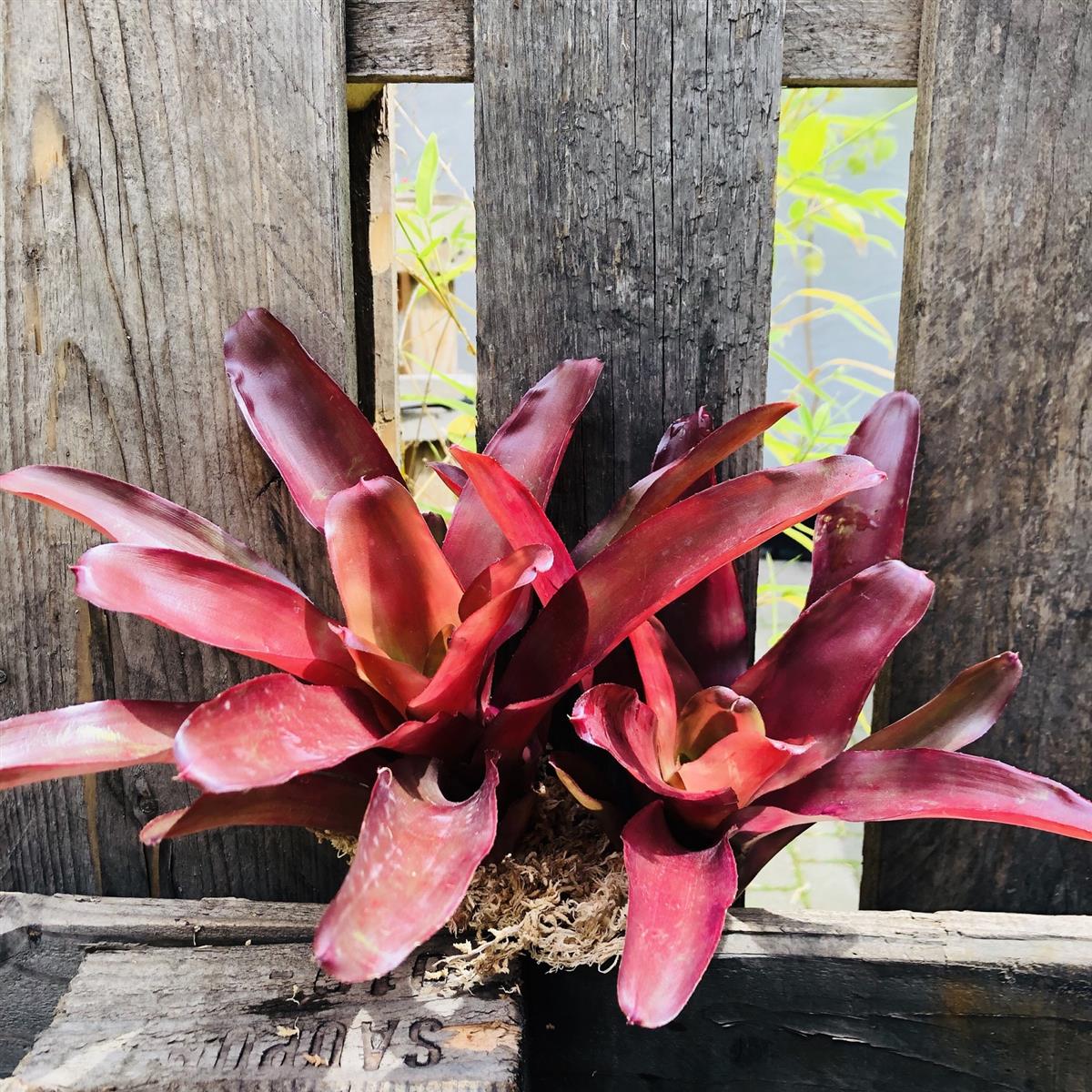 Neoregelia fuego ancho