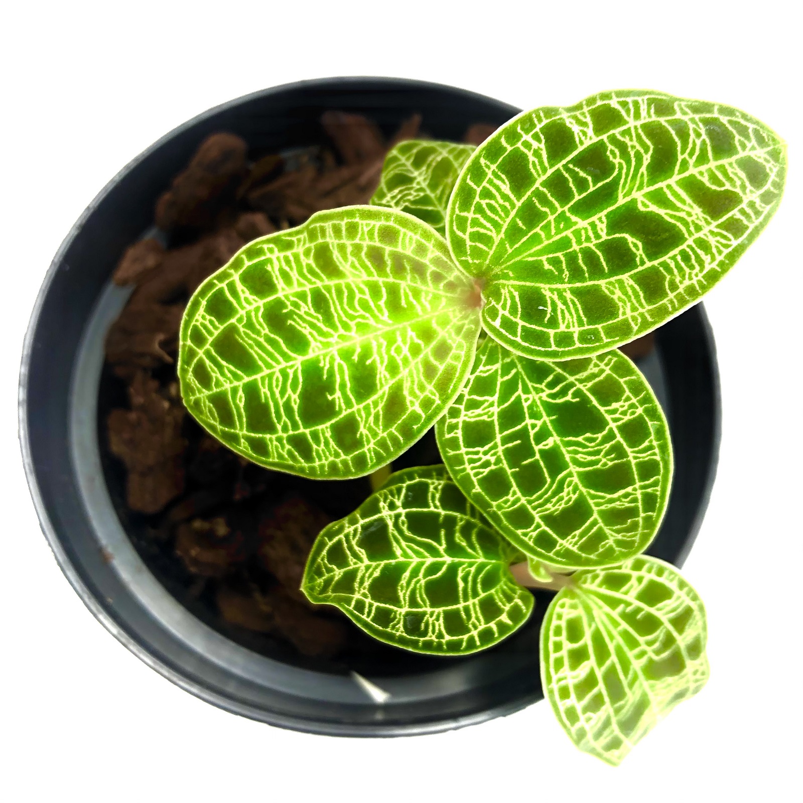 Macodes petola Juwelorchidee