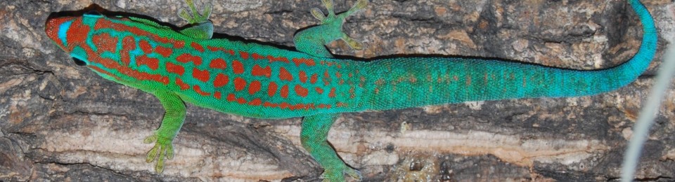 Phelsuma guimbeaui