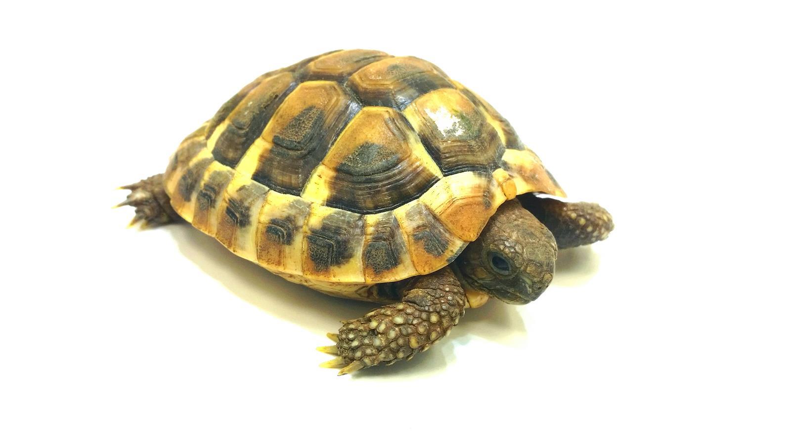 Griechische Landschildkröte Testudo hermanni