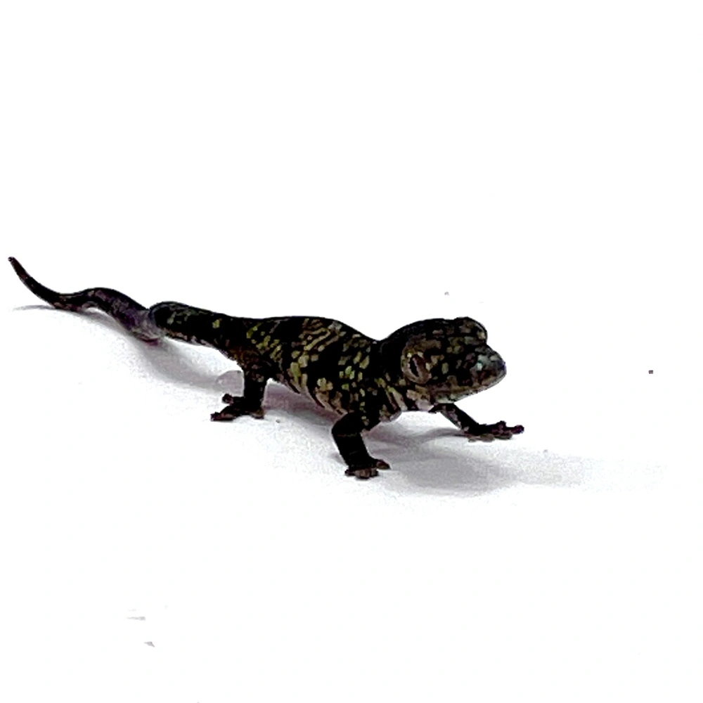 Eurydactylodes vieillardi