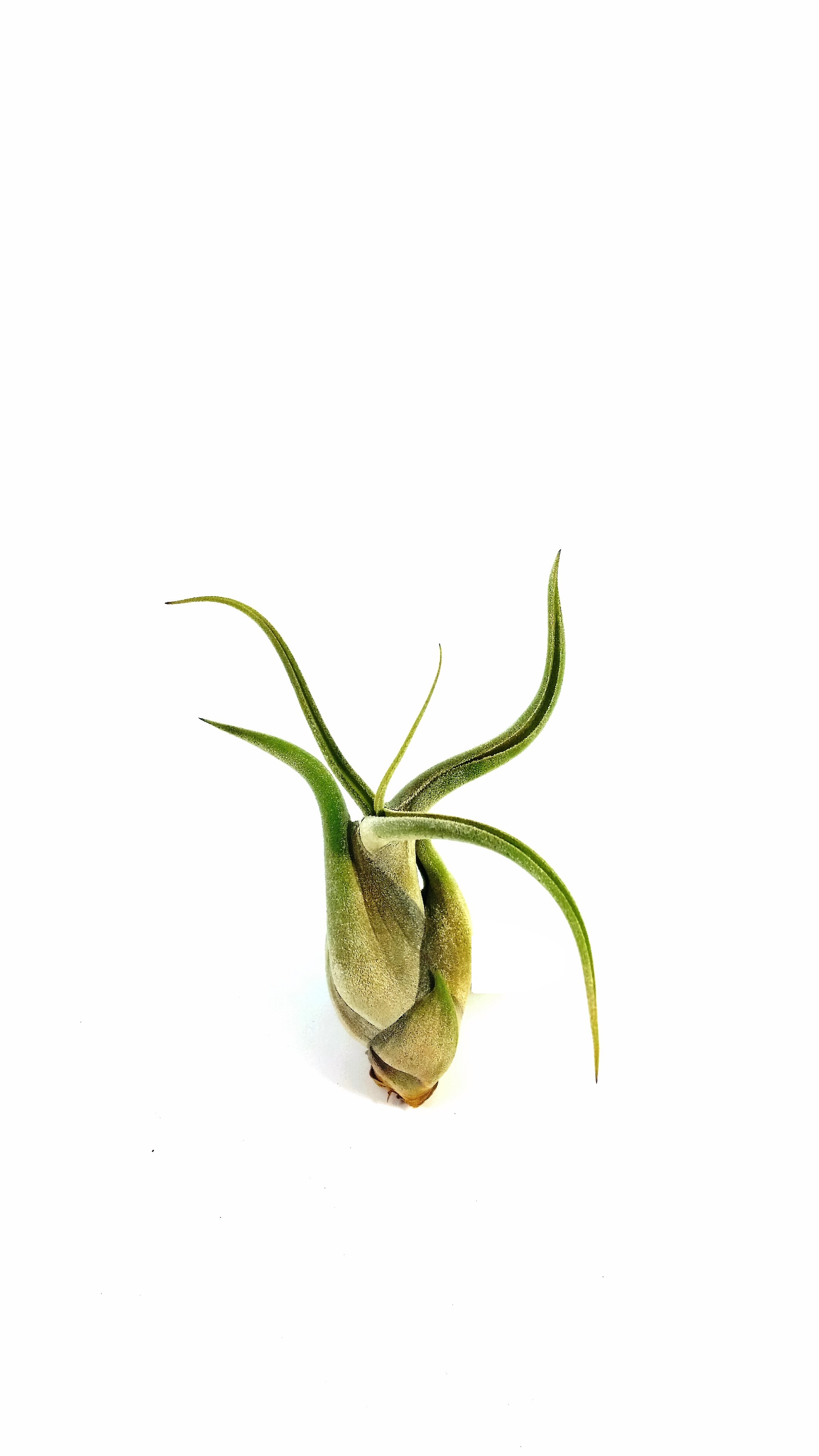 Tillandsia caput medusae