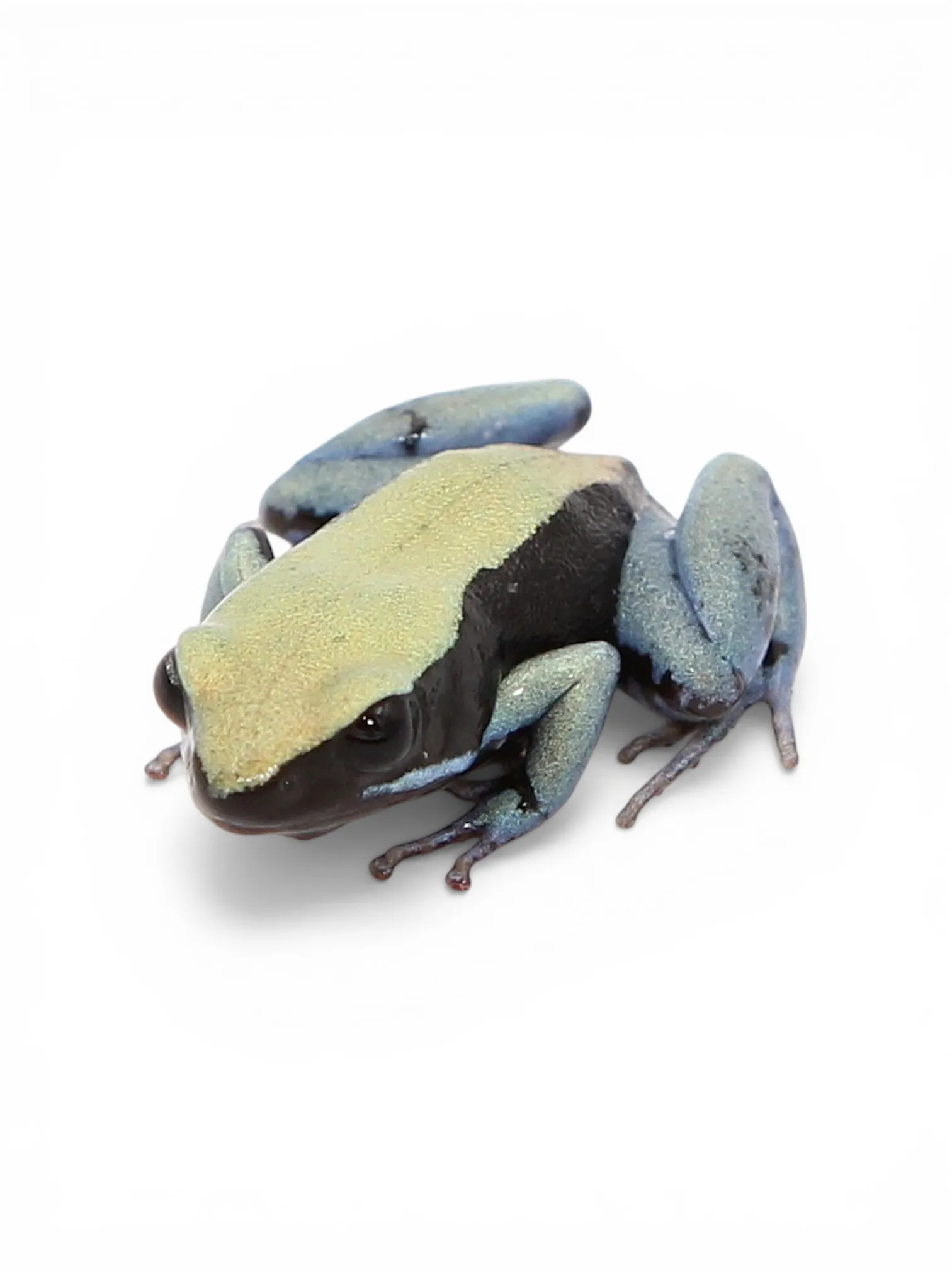 Mantella expectata